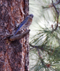Western Bluebird male